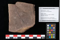 Foto (Objekt + Etikett) von Pinus praepumilio Ettingshausen (NHMW-GEO-2024-0188-0270)